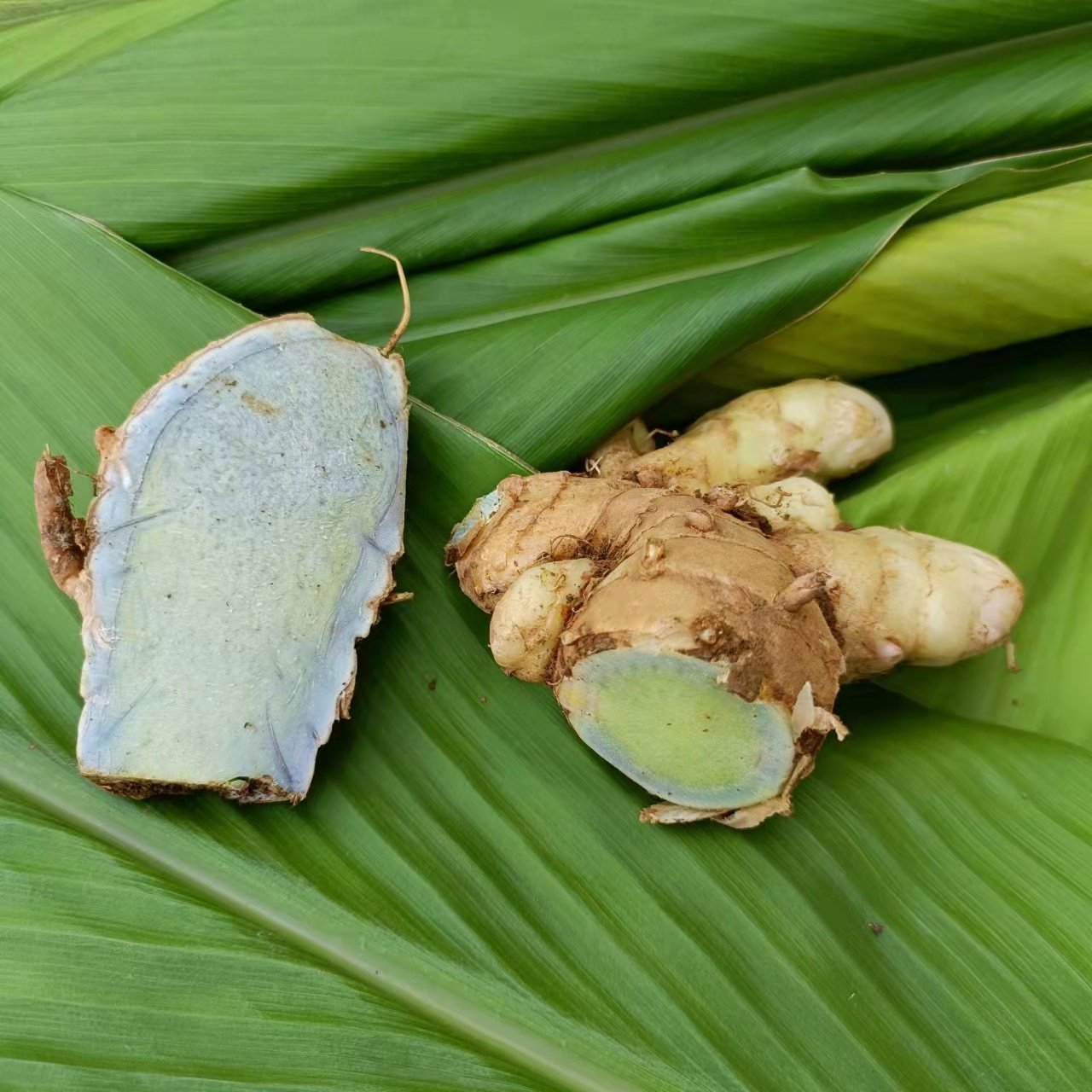 广西新鲜蓝姜乌姜莪术现采挖绿肉姜黑心姜 煲汤食用入药种植