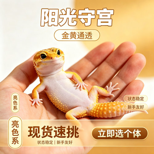 豹纹守宫活体爬宠蜥蜴幼体温顺无毒异宠好养新手入门网红懒人宠物