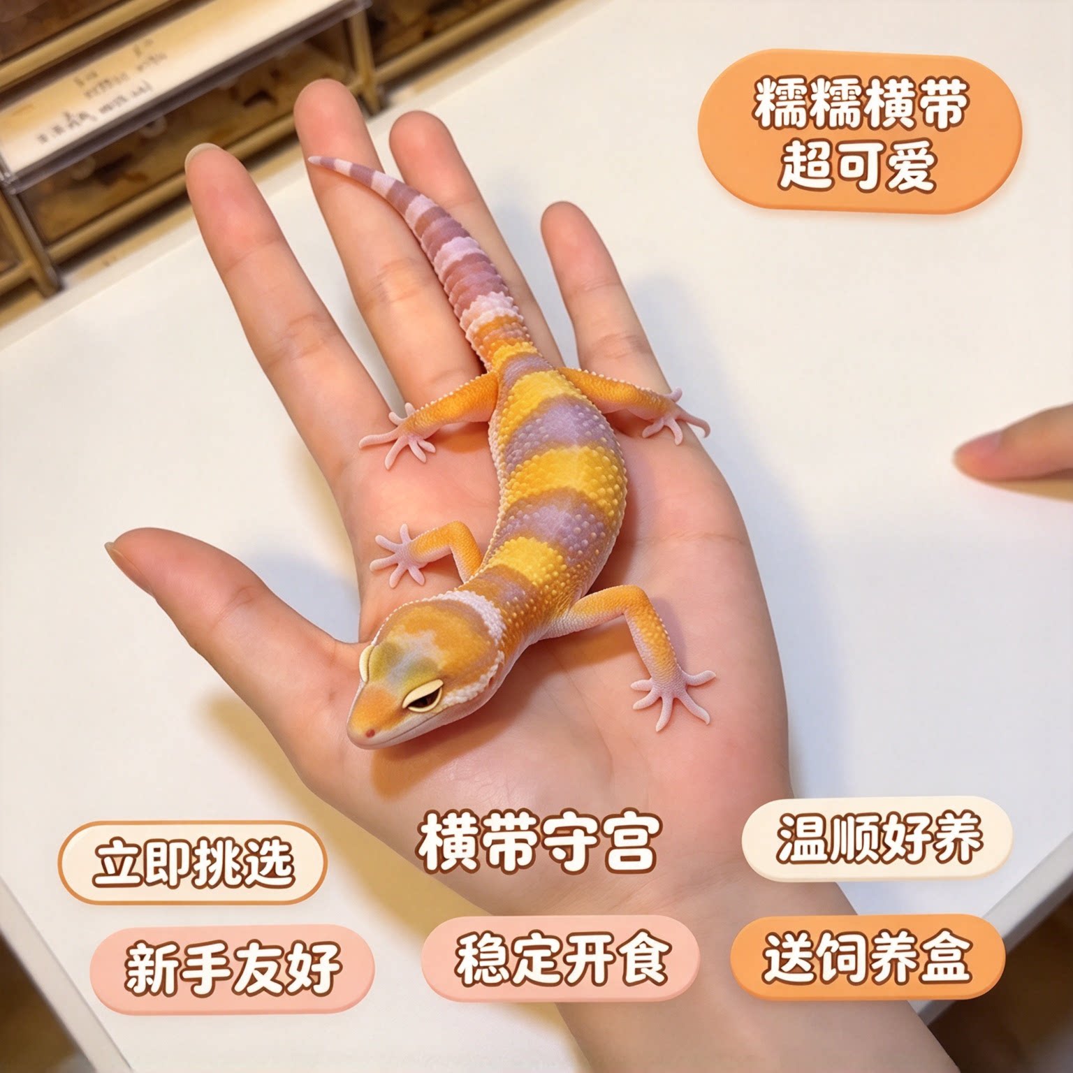 豹纹守宫活体新手入门爬宠蜜橘妲己小火龙网红宠物小幼苗成体包活