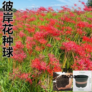 彼岸花水培花卉植物客厅绿植盆栽地栽曼珠沙华彼岸花盆土套餐种球