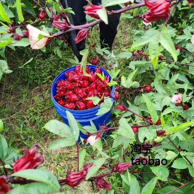 洛神花种子四季种子红金梅苗种孑玫瑰茄树苗盆栽四季开花红桃k种