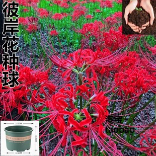 彼岸花种球曼珠沙华 彼岸花种球盆土套餐花卉植物盆栽地栽植物四季