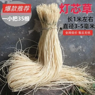 灯芯草长灯草新货正宗新鲜灯心草点灯灯草野生无硫可食用灯芯草