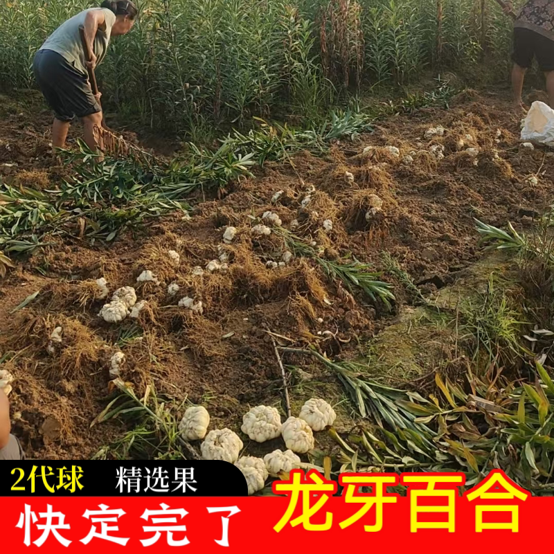 龙牙百合种球可种植新鲜百合甜糯不苦药食同源百合种子种苗