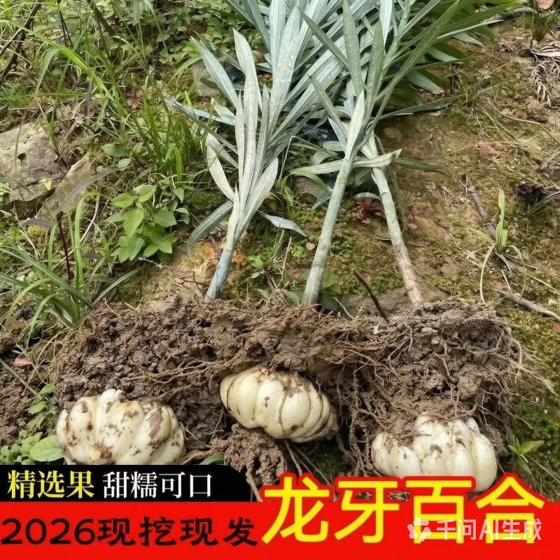 新鲜龙牙百合大果甜百合煮粥煲汤食用鲜百合药食同源隆回产地直发