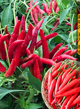 红色朝天椒小米椒种子高产蔬菜种子辣椒种子阳台种菜盆栽蔬菜籽花