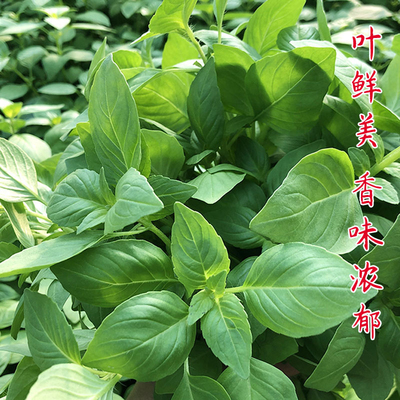 河南大叶荆芥种子菜籽苗四季盆栽阳台荆芥菜种籽荆棘种籽夏季