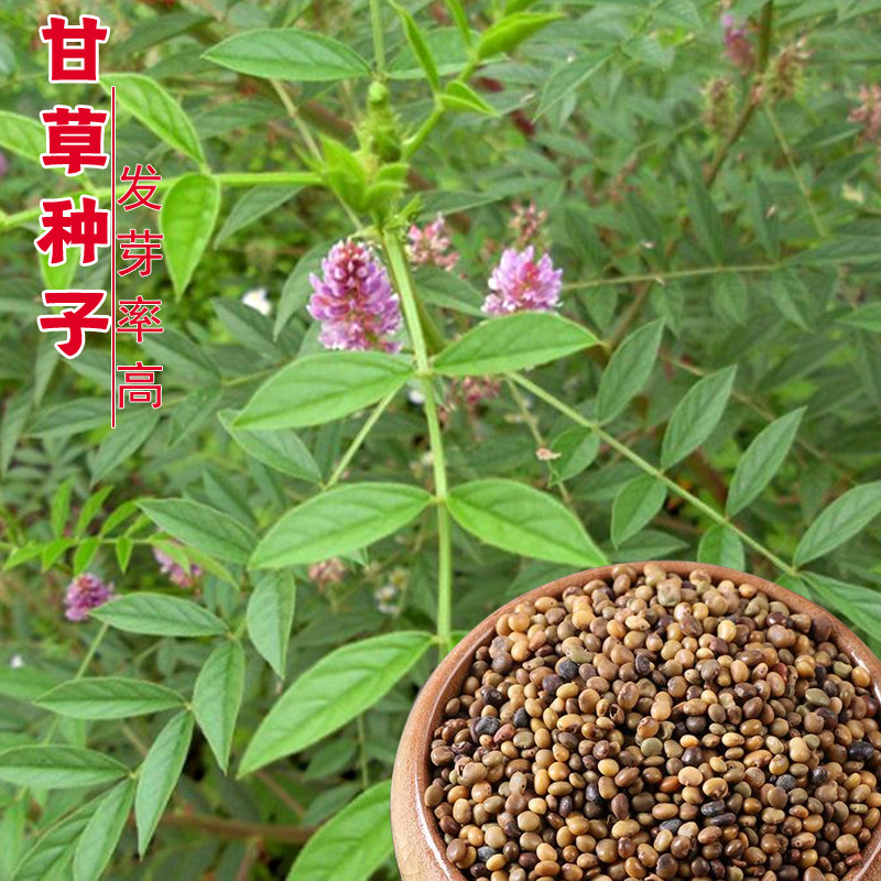 新疆红皮甘草种子中草药材种籽甜草耐热耐寒耐瘠薄四季播易种盆栽