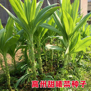 正宗高州唛菜种子高州甜麦菜籽宽叶苦麦菜苦麻菜种蔬菜种孑四季播