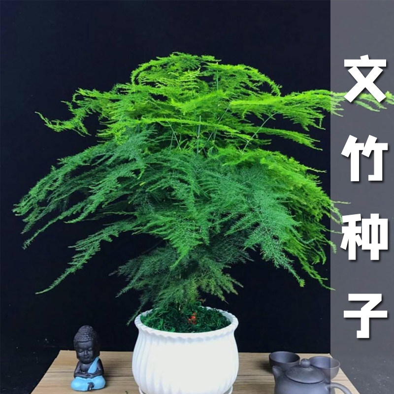 密叶文竹种子景观云竹种籽室内桌家庭园艺种子