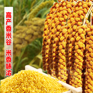 优质小米谷子红谷子种籽香米旱谷种子黑米粮油高产籽种孑黄春季