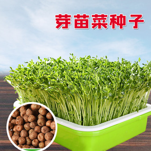 水培麻豌豆苗种子芽苗菜家庭阳台无土栽培豌豆菜苗四季豌豆苗种子
