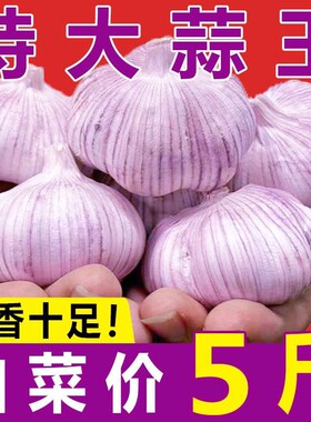 今年新干蒜大蒜头紫白皮新鲜蒜头蔬菜紫皮大蒜种子2500克带箱重