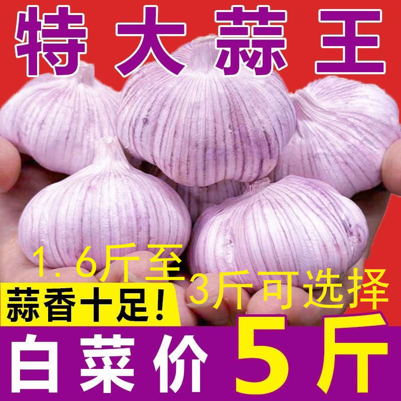今年新干蒜5斤大蒜头紫白皮新鲜蔬菜批发干蒜大蒜种子1.6斤起