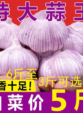 今年新干蒜5斤大蒜头紫白皮新鲜蔬菜批干蒜大蒜可种1.6斤带箱重