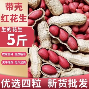 2025年新货四粒红花生种子红皮花生种子红衣花生种子红皮花生种子