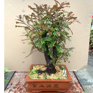 老桩红芽清香木树桩盆景贵黄檀盆栽净化空气提神驱蚊四季常青植物