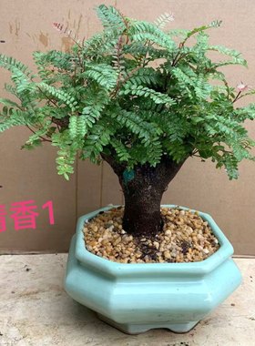 正宗红芽清香木树桩盆景老桩贵黄檀净化空气提神驱蚊四季常青盆栽