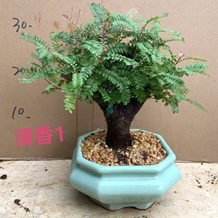 正宗红芽清香木树桩盆景老桩贵黄檀净化空气提神驱蚊四季常青盆栽