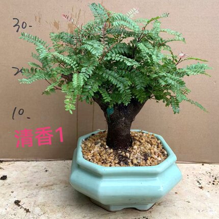 正宗红芽清香木树桩盆景老桩贵黄檀净化空气提神驱蚊四季常青盆栽
