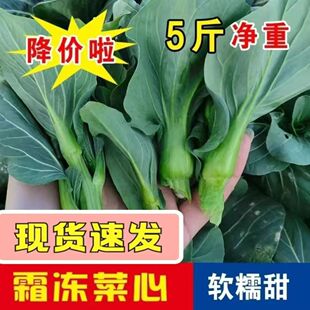 苔菜霜冻新鲜青菜苔菜心菜头叶菜蔬菜农家自种现摘现发货