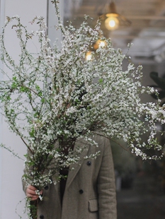 雪柳花鲜切水培木本花材瓶插久全国鲜花速递家用瓶插花顺丰发全国