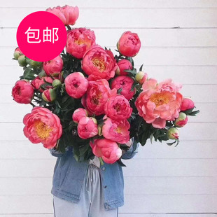 顺丰包邮芍药鲜花牡丹多色落日珊瑚沙拉粉奶油碗高品味家用鲜花