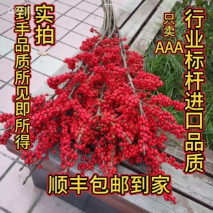 少量亏本出顺丰 进口北美冬青鲜花切花AAA级年宵富贵籽冬青 包邮