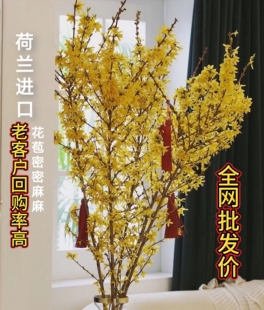 湖北/上海春节发顺丰包邮荷兰进口寸寸金鲜花苞密密麻麻连翘年宵