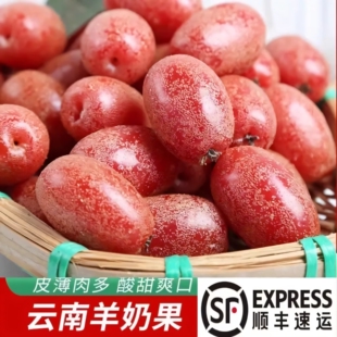 羊奶果鲜果牛奶果当季云南特产酸甜应季时令罕见孕妇水果胡颓子果