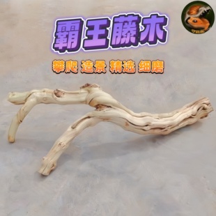 饰沉枯鬃狮蜥蜴睫角豹纹肥尾守宫晒背台 爬宠虫造景藤木霸王树栖装
