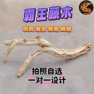 爬宠虫造景藤木霸王树栖装饰沉枯鬃狮蜥蜴睫角豹纹肥尾守宫晒背台