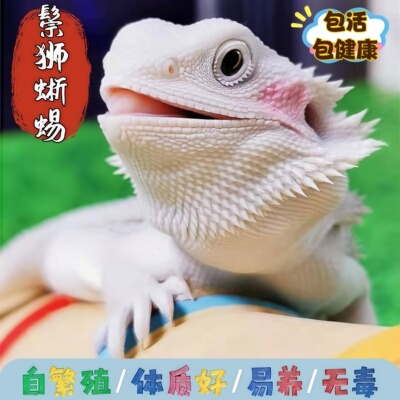 鬃狮蜥蜴超白wit超值健康可爱