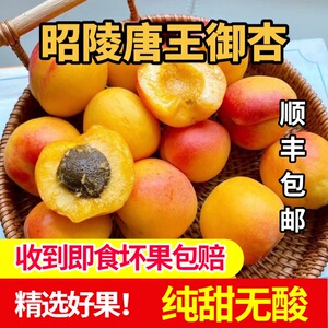 陕西礼泉袁家村山底御杏大红杏新鲜水果杏子纯甜非大黄杏小白杏