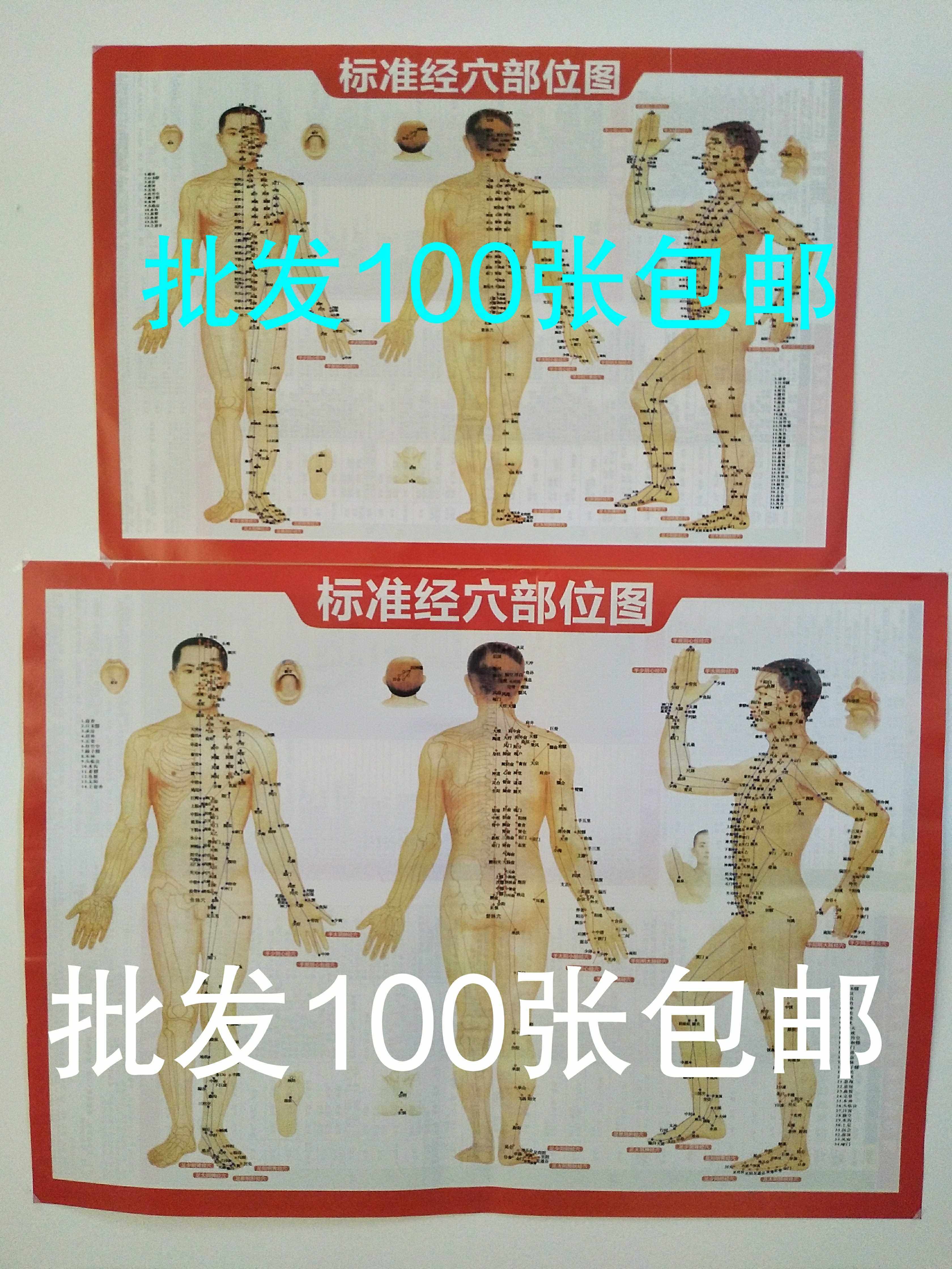 标准经穴部位图 人体穴位图大挂图经络家用全身图解中医针灸正版