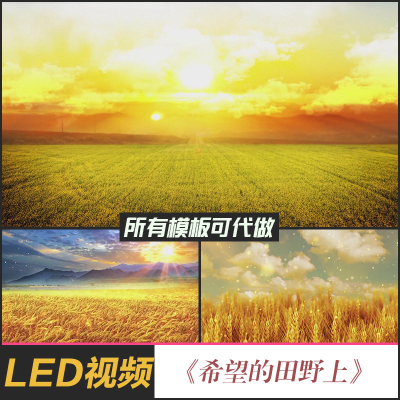 歌曲在希望的田野上led大屏幕背景视频素材丰收麦田金黄麦穗农田
