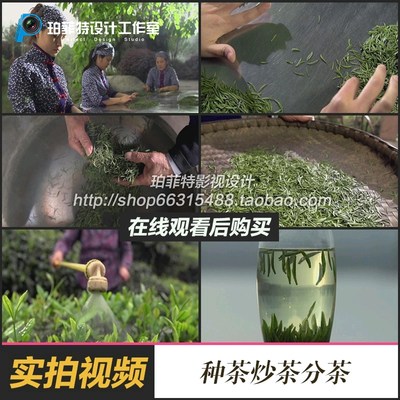 茶文化 茶叶种植 茶叶采摘 晒茶 炒茶 选茶 竹叶青 高清视频素材