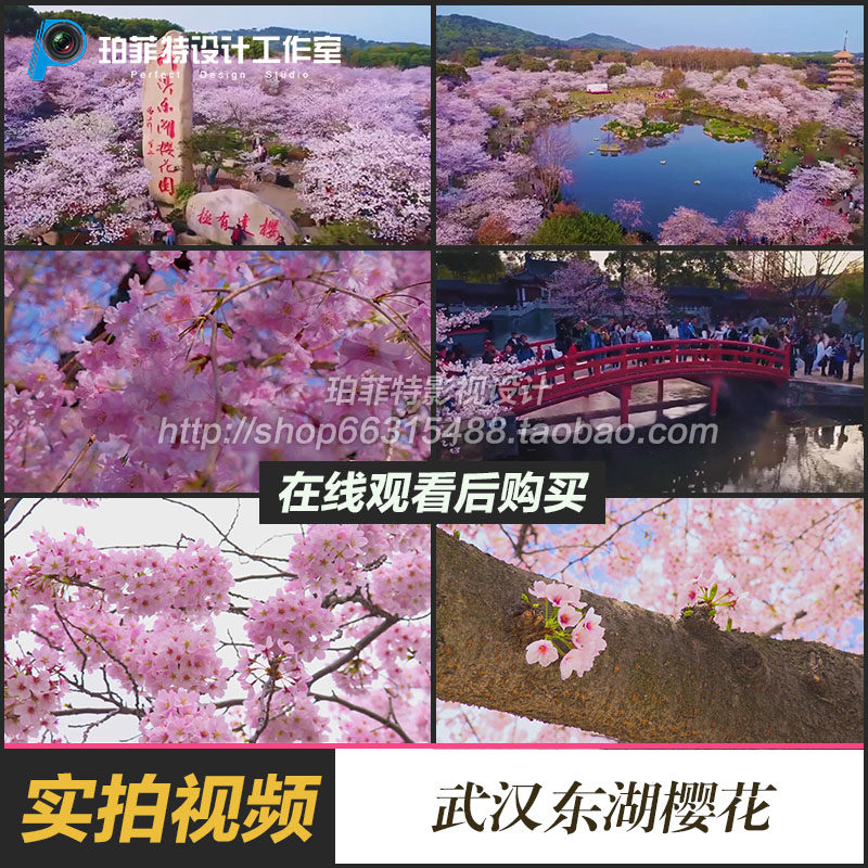 武汉大学东湖樱花视频素材武大日本东京樱花节特写繁花花瓣落花