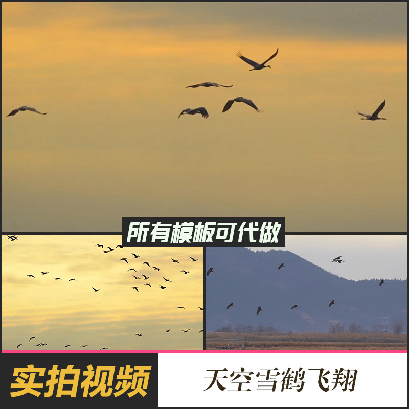 黄昏大山天空雪鹤飞翔鸟类飞行动作特写动物鸟类鸟群高清视频素材