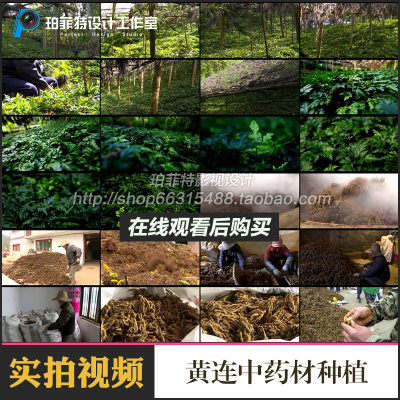 黄连中药材种植药农加工农业收惠农高清实拍剪辑视频素材