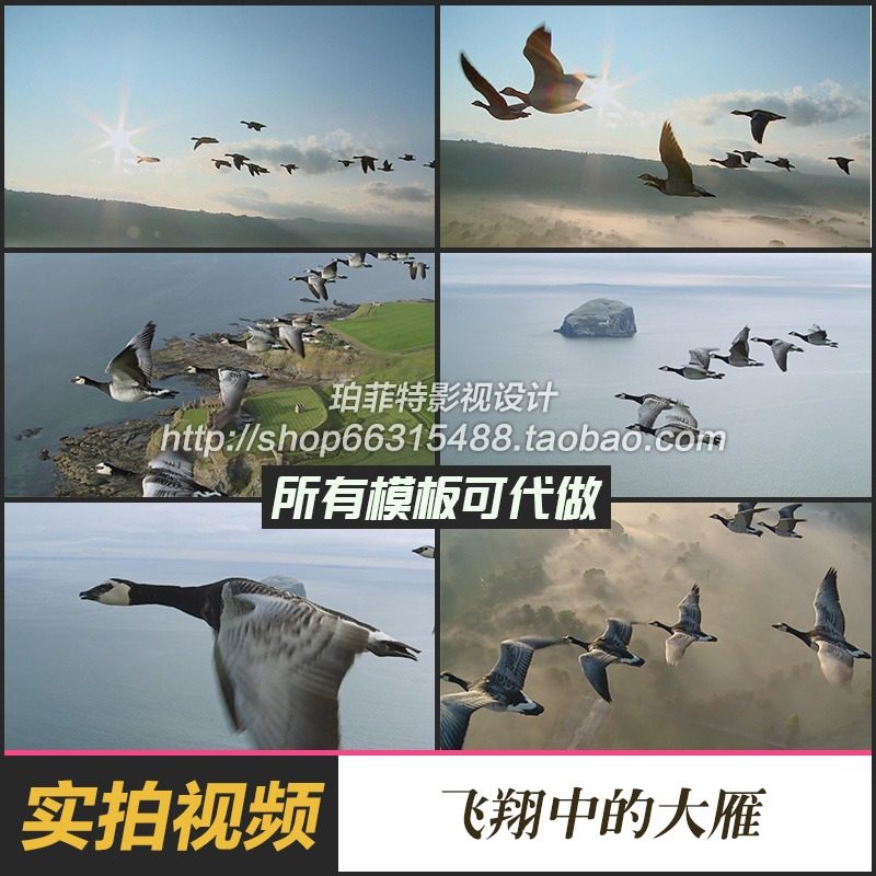 群鸟飞翔大雁天空中飞鸟飞越高山丹顶鹤 大雁往南飞 影视素材