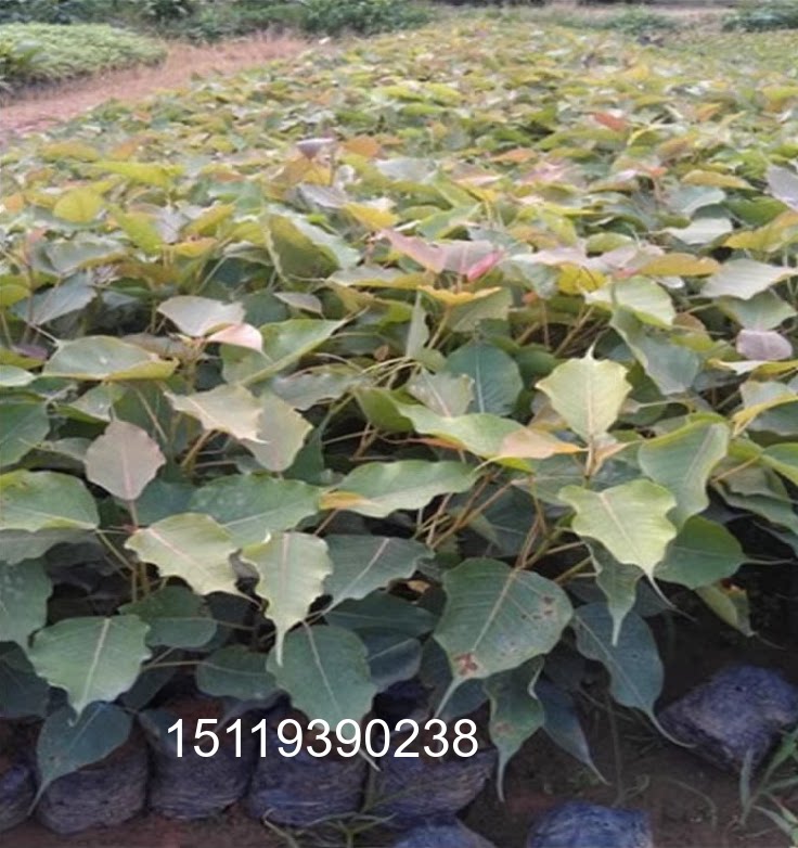 正宗菩提树苗名贵苗木平安树菩提