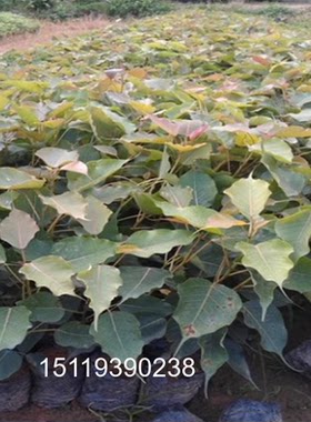 正宗菩提树苗名贵苗木平安树菩提子榕树苗庭院镇宅金刚大树盆栽