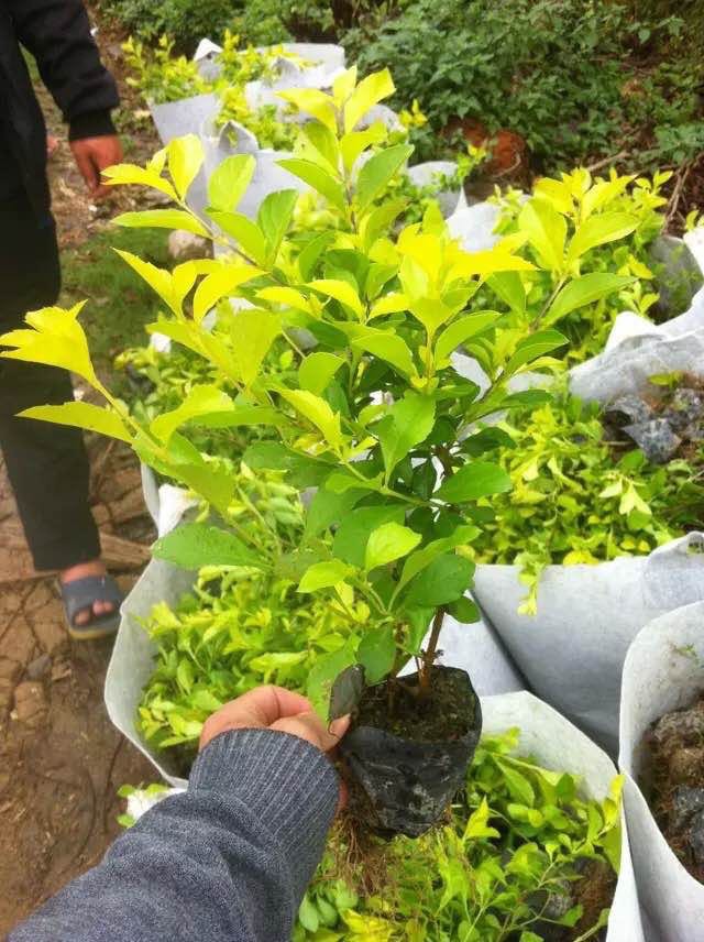 黄心雪梅金叶女贞绿化树苗