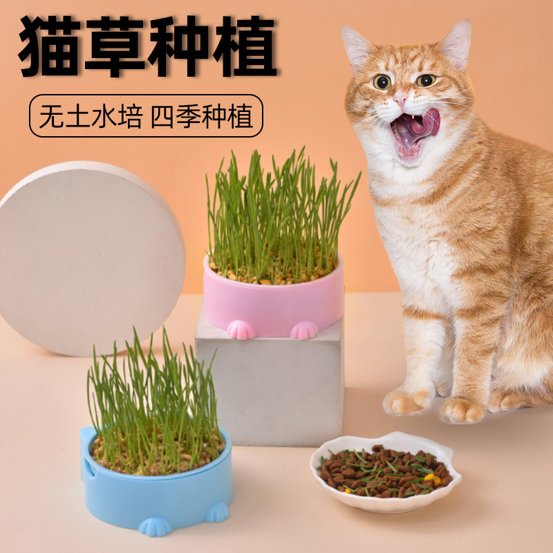 猫草盆栽小麦种子无土水培种植猫草幼猫化毛去毛球猫咪零食用品