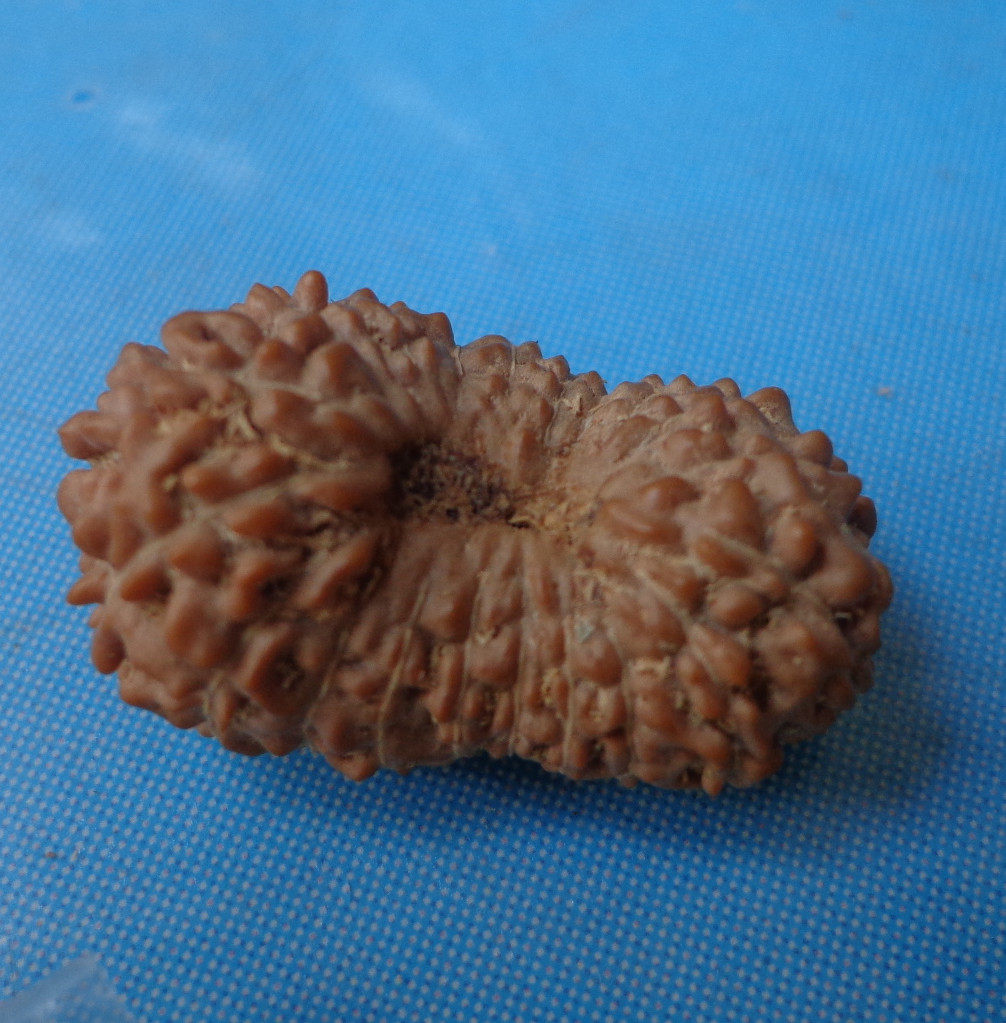 稀世珍品20瓣25mm二十瓣矮桩小金刚菩提子精品(镇店)已出样品