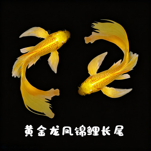 锦鲤冷水淡水鱼黄金龙凤纯种锦鲤