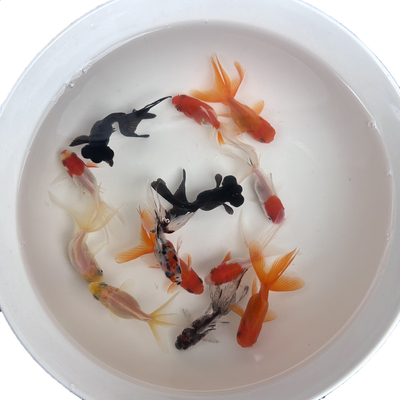 小金鱼活鱼观赏鱼冷水淡水好养鸿运当头国粹金鱼观赏鱼宠物鱼