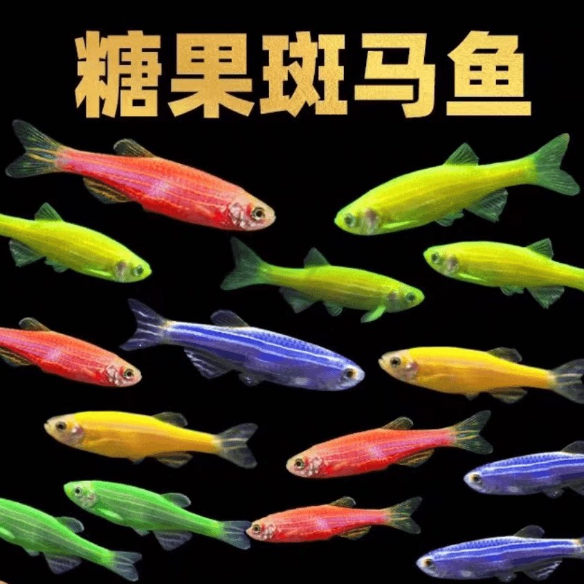 斑马鱼热带小型鱼好养耐活观赏鱼