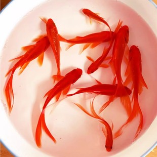 红草金鱼活鱼饲料小金鱼小型鱼龙鱼活食鱼池鱼缸家养练手鱼观赏鱼